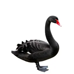 Black swan