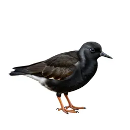 Black turnstone