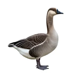 Blue goose