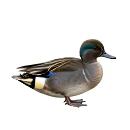 Bluewing