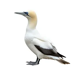 Booby