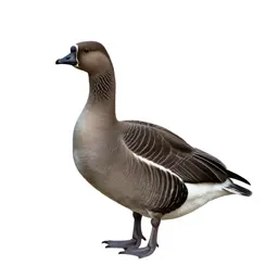 Brant