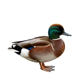 Bufflehead