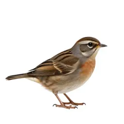 Button quail
