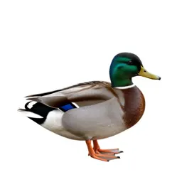 Canvasback