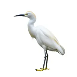 Cattle egret