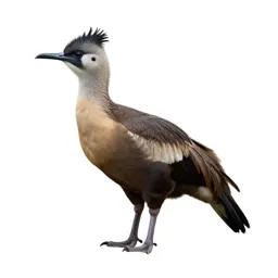 Chaja