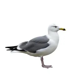 Coastal diving bird
