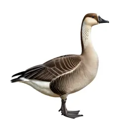 Common brant goose