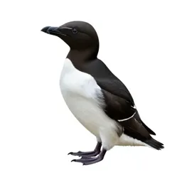 Common murre