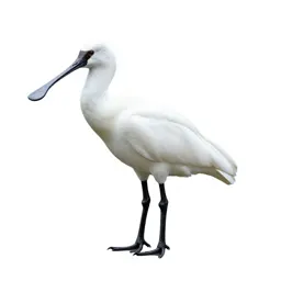 Common spoonbill