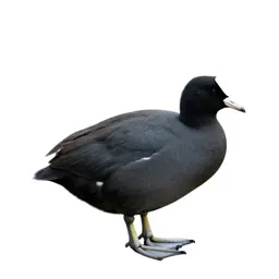 Coot