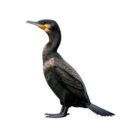 Cormorant