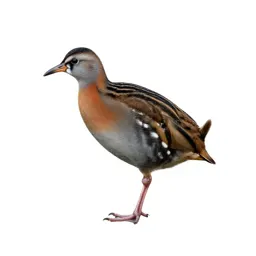 Corncrake