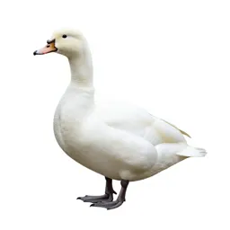 Coscoroba