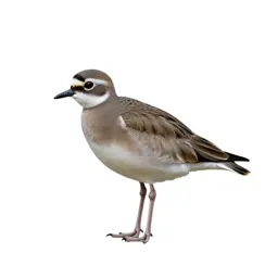 Courser
