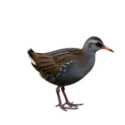 Crake