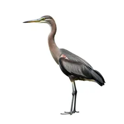 Crane