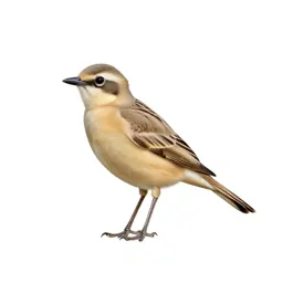 Cream-colored courser