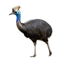 Crested cariama