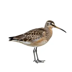 Curlew sandpiper