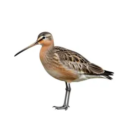 Curlew