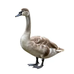 Cygnet