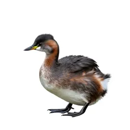 Dabchick
