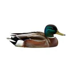 Diving duck