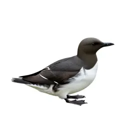 Diving petrel