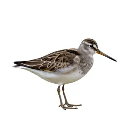 Dowitcher