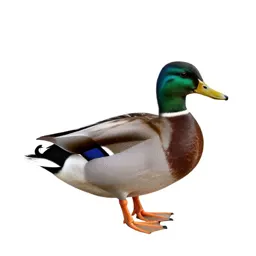 Duck
