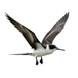 Frigate bird