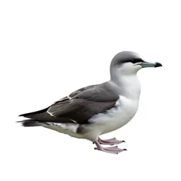 Fulmar
