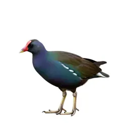 Gallinule