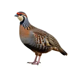 Game bird