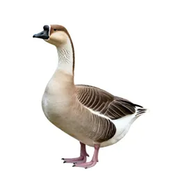 Gander