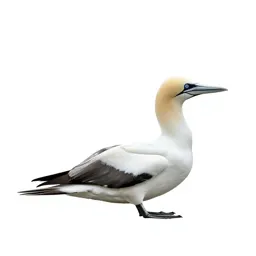 Gannet