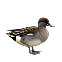 Garganey