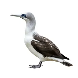 Gaviiform seabird