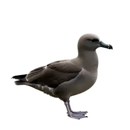 Giant petrel