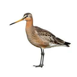 Godwit