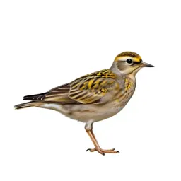 Golden plover