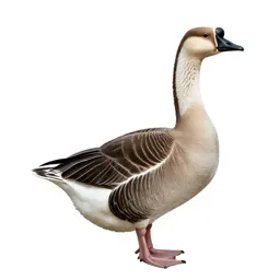Goose