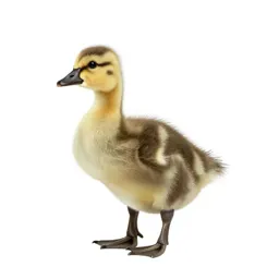 Gosling