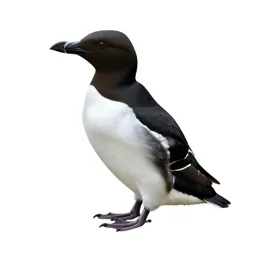Great auk