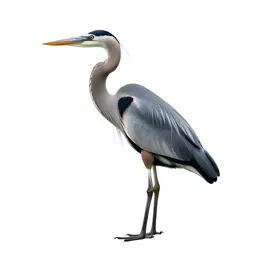 Great blue heron