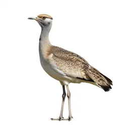 Great bustard