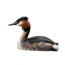 Great crested grebe