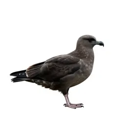 Great skua